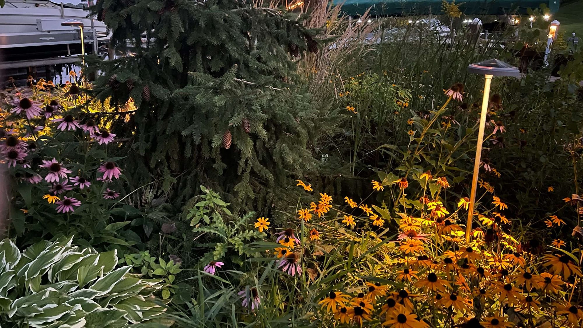 garden night sunflowers