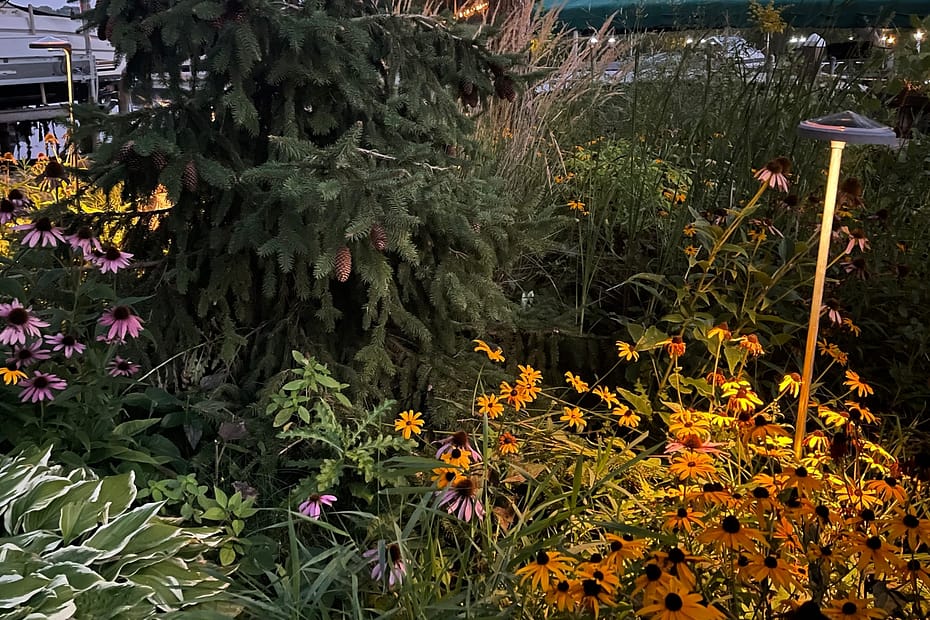 garden night sunflowers